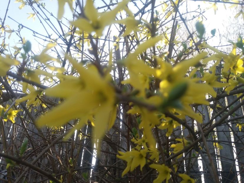 WhatsApp Image 2018-04-09 at 20.25.47 - Primavara 2018