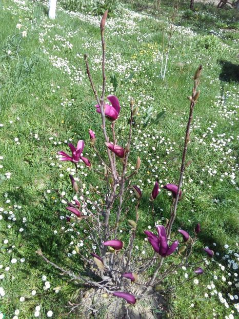  - AAAAA_MAGNOLIA SUSAN 2015_2017_2018_2019_2020_2024_2025