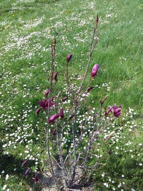  - AAAAA_MAGNOLIA SUSAN 2015_2017_2018_2019_2020_2024_2025