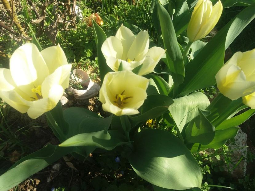 WhatsApp Image 2018-04-09 at 20.27.34 - Primavara 2018