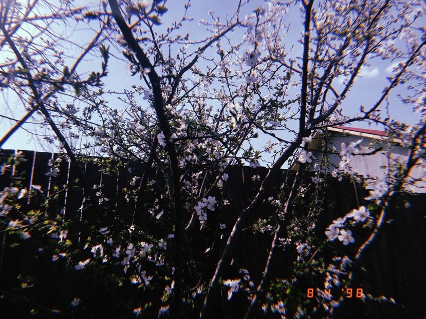 WhatsApp Image 2018-04-08 at 22.33.17(2) - Primavara 2018