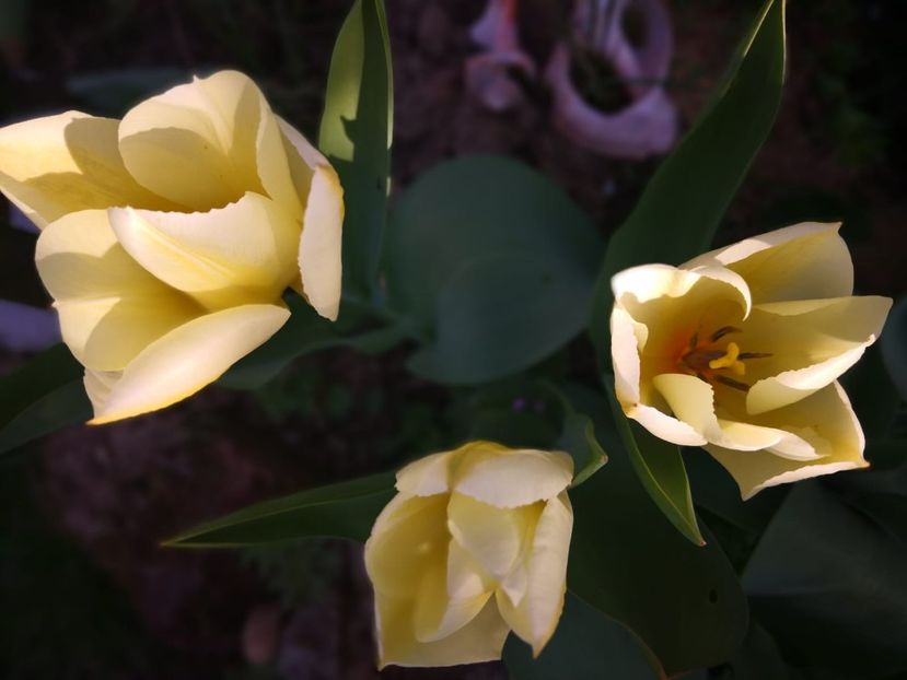 WhatsApp Image 2018-04-09 at 21.01.55 - Primavara 2018