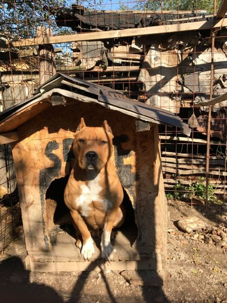 27787106_1543378732406648_1134698086_o - Urmasi Kyra