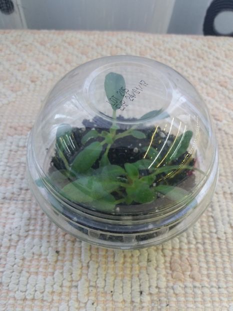 10 apr - ZZ Senk s Longlegs