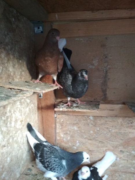  - 1 ROLLER DE BIRMINGHAM PUI 2018