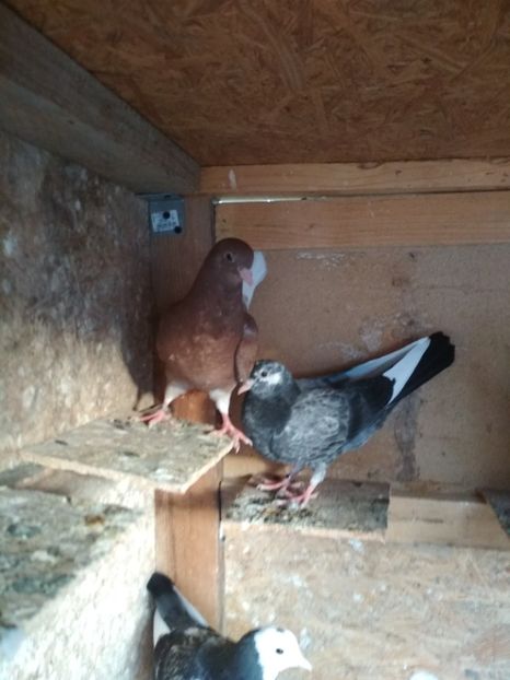  - 1 ROLLER DE BIRMINGHAM PUI 2018