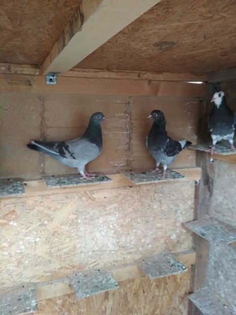  - 1 ROLLER DE BIRMINGHAM PUI 2018