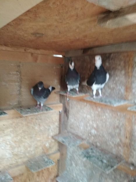  - 1 ROLLER DE BIRMINGHAM PUI 2018