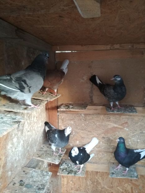  - 1 ROLLER DE BIRMINGHAM PUI 2018