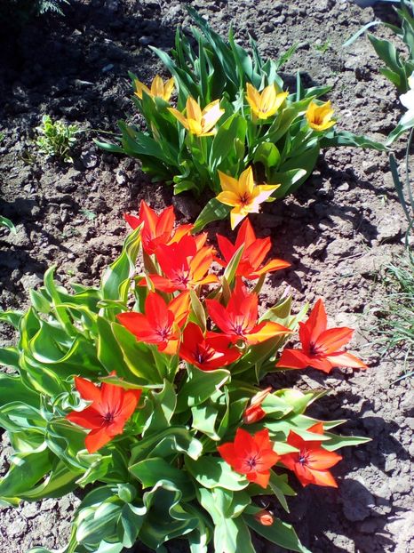  - curtea cu toate cele 2018