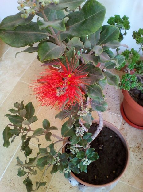  - plantutele mele