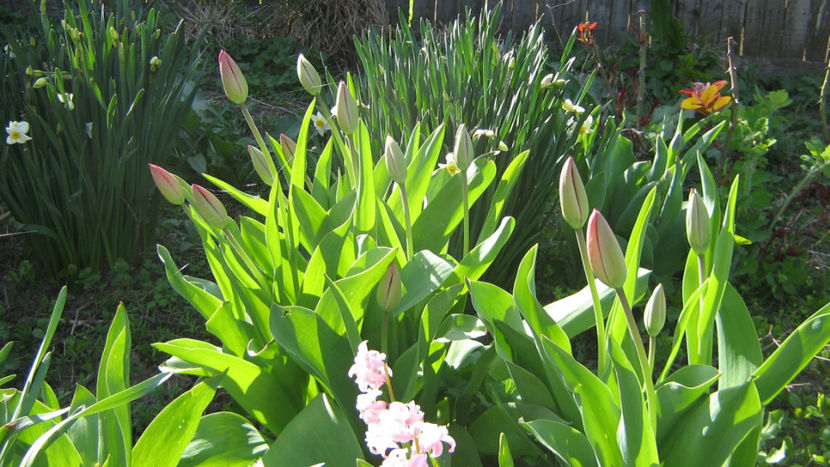 vinzare 099 - la tara