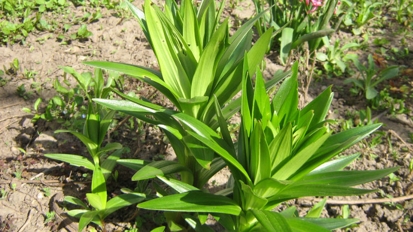 vinzare 104 - la tara