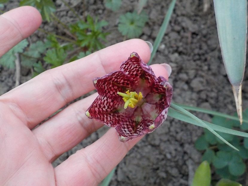 prima - fritillaria meleagris