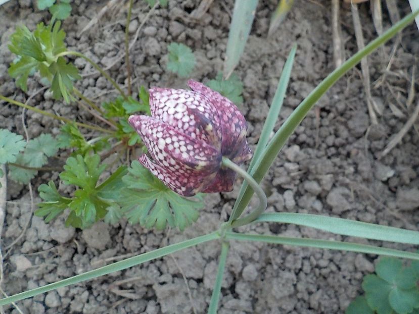 din acest an - fritillaria meleagris