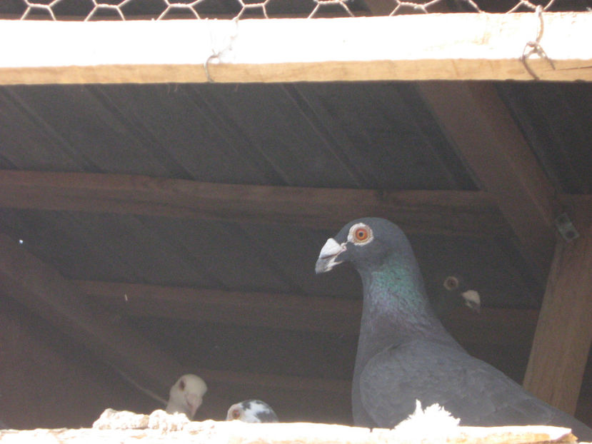  - VOIAJORI STIL VECHI SI  VOIAJORI DE FRUMUSETE