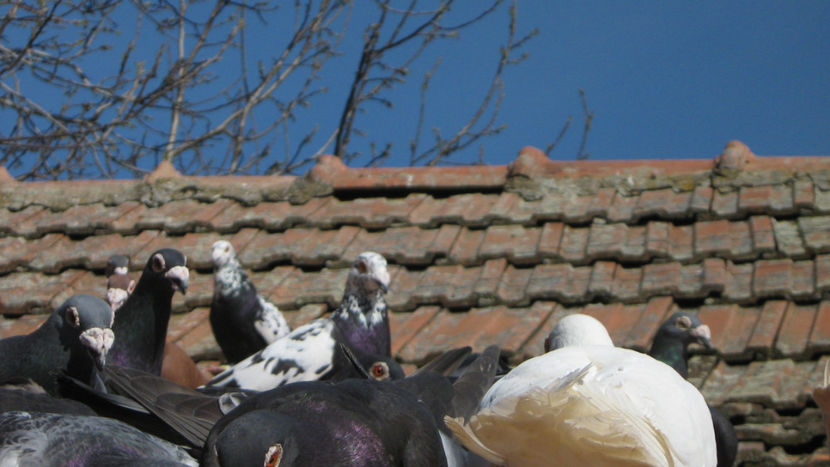  - VOIAJORI STIL VECHI SI  VOIAJORI DE FRUMUSETE