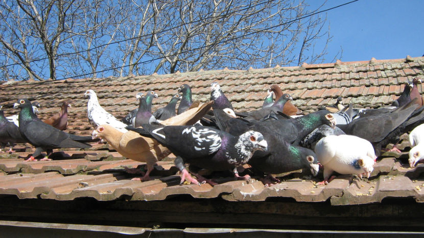  - VOIAJORI STIL VECHI SI  VOIAJORI DE FRUMUSETE