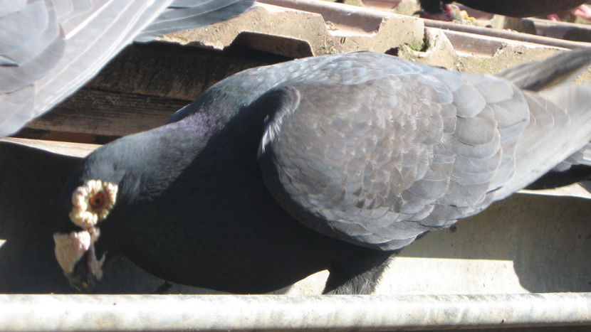  - VOIAJORI STIL VECHI SI  VOIAJORI DE FRUMUSETE