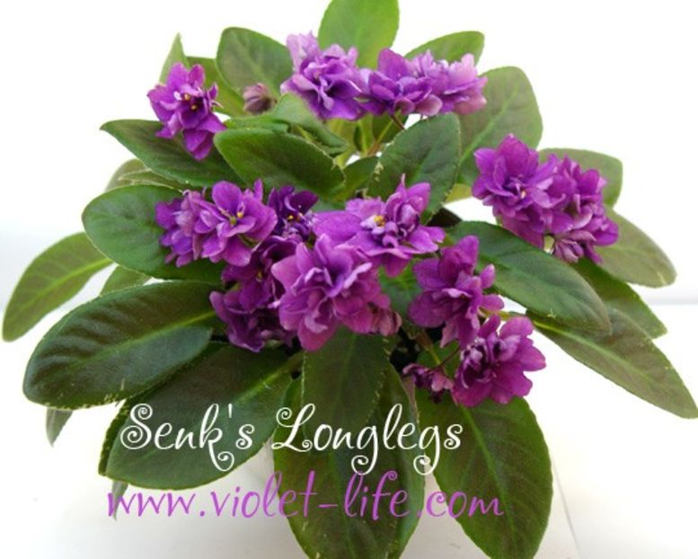 Senk s Longlegs poza net - ZZ Senk s Longlegs