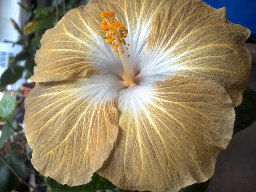 WIN_20180409_112409 - Tahitian Exotic Mustard