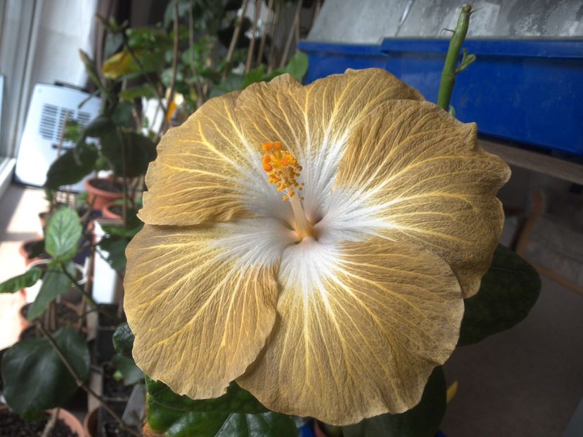 WIN_20180409_112432 - Tahitian Exotic Mustard