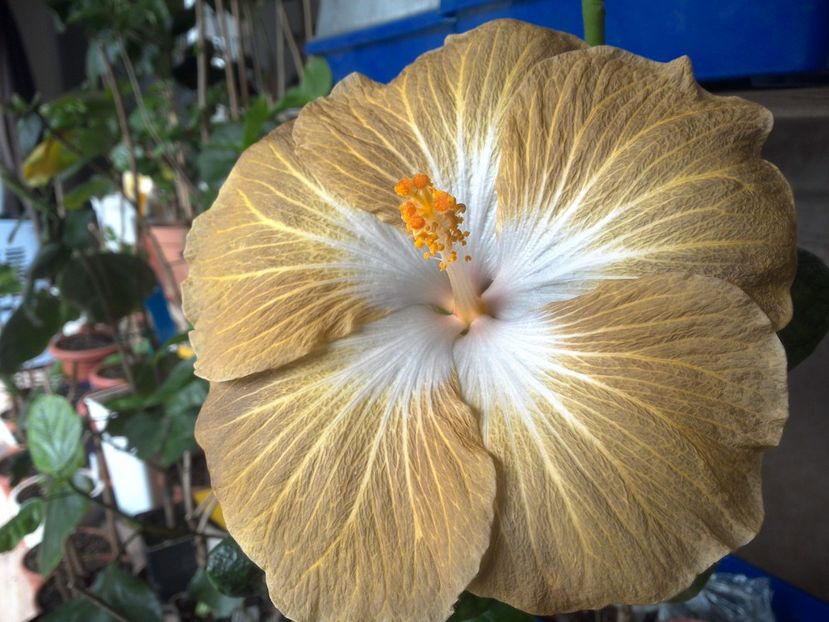 WIN_20180409_112513 - Tahitian Exotic Mustard