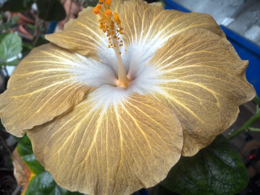 WIN_20180409_112538 - Tahitian Exotic Mustard