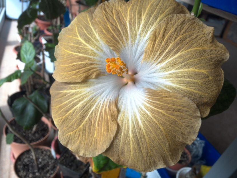 WIN_20180409_112316 - Tahitian Exotic Mustard