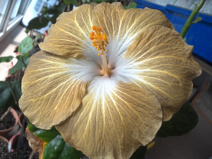 WIN_20180409_112320 - Tahitian Exotic Mustard