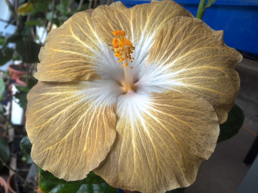 WIN_20180409_112339 - Tahitian Exotic Mustard