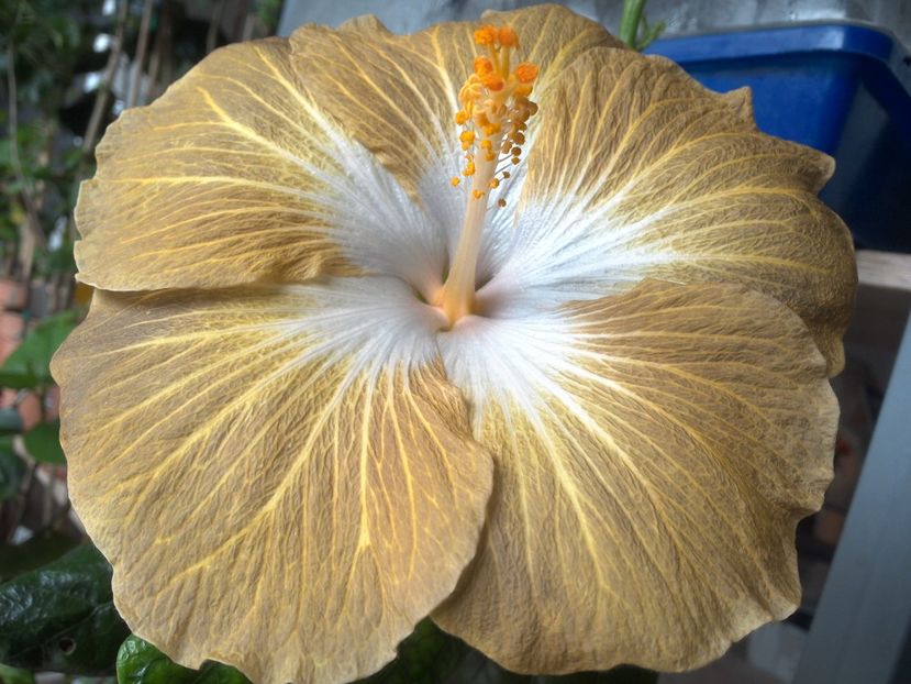 WIN_20180409_112350 - Tahitian Exotic Mustard