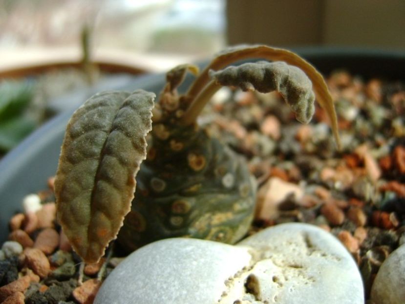 Dorstenia foetida - Caudiciforme si bulbi 2018