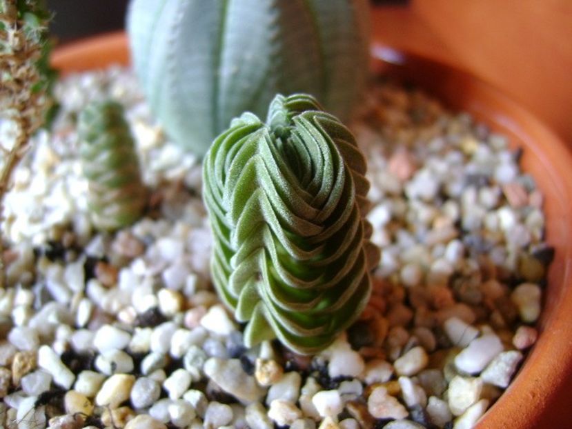 Crassula cv. ‘’Buddhas Temple’’ - Suculente 2018