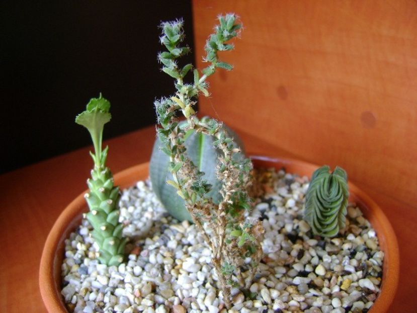 Trichodiadema bulbosum - Suculente 2018