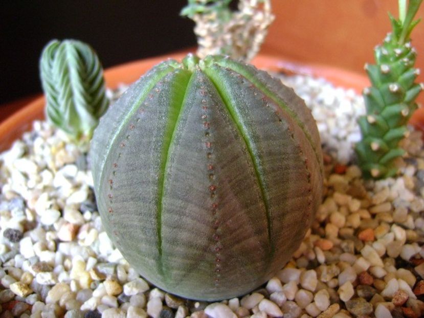 Euphorbia obesa - Suculente 2018