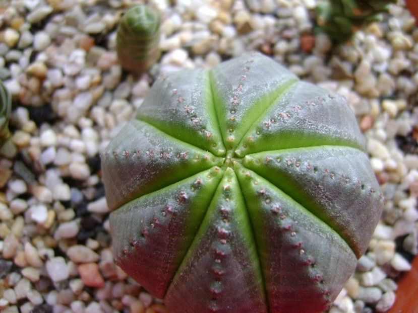 Euphorbia obesa - Suculente 2018