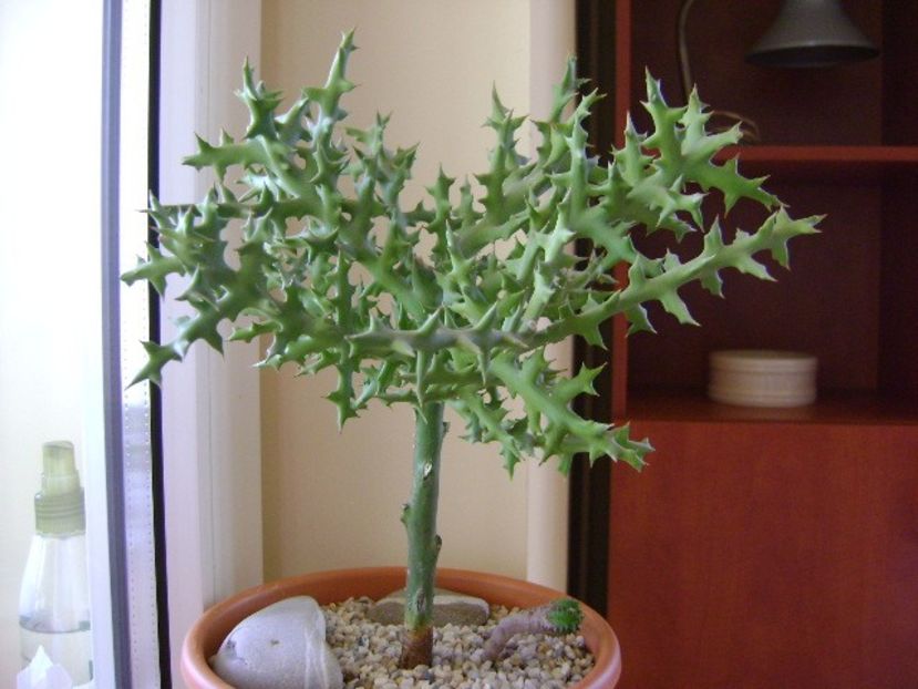 Euphorbia stenoclada - Suculente 2018