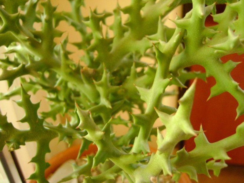 Euphorbia stenoclada, detaliu - Suculente 2018