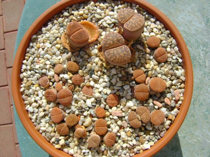 Lithops - Suculente 2018