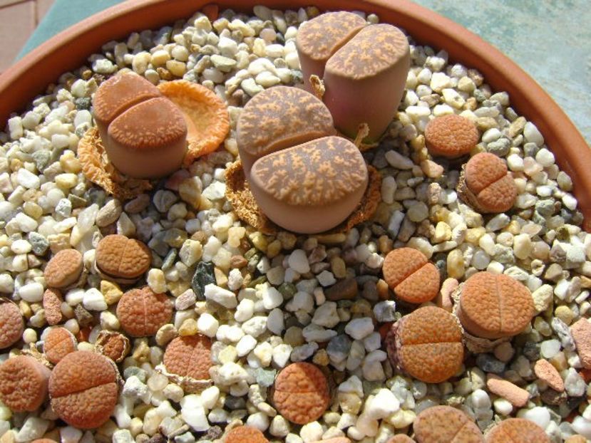 Lithops - Suculente 2018