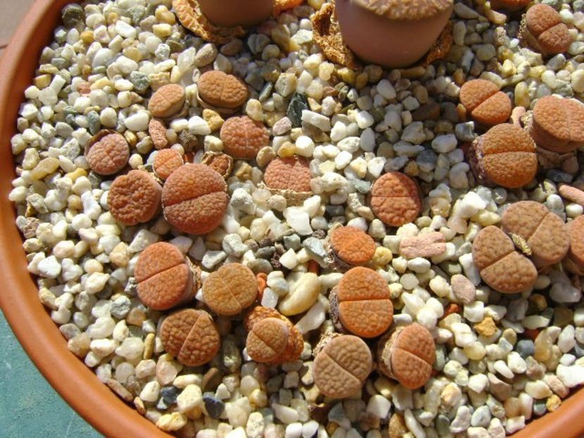 Lithops - Suculente 2018