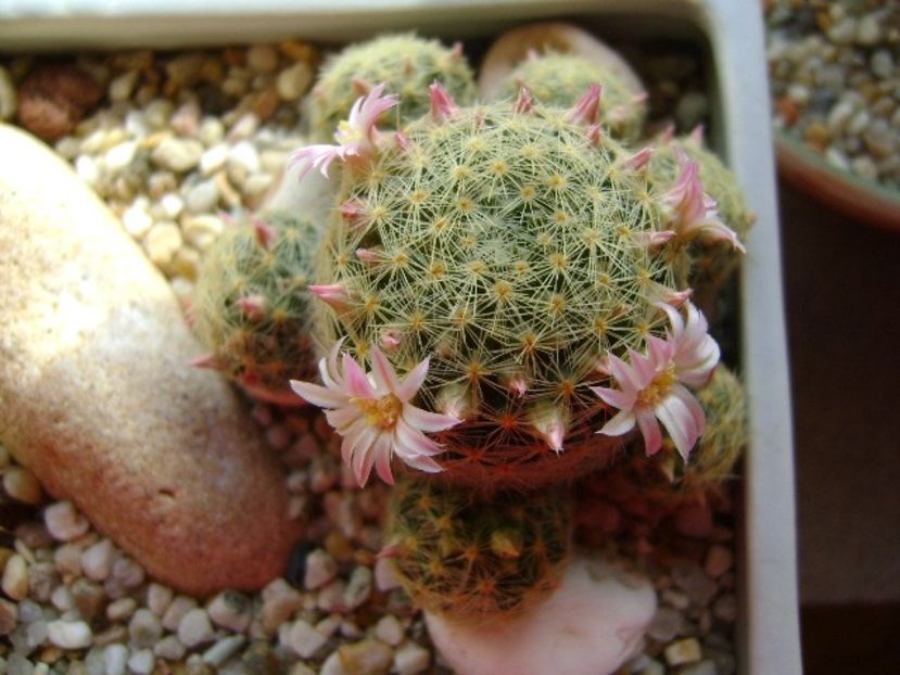Mammillaria shiedeana ssp. giselae - Cactusi 2018