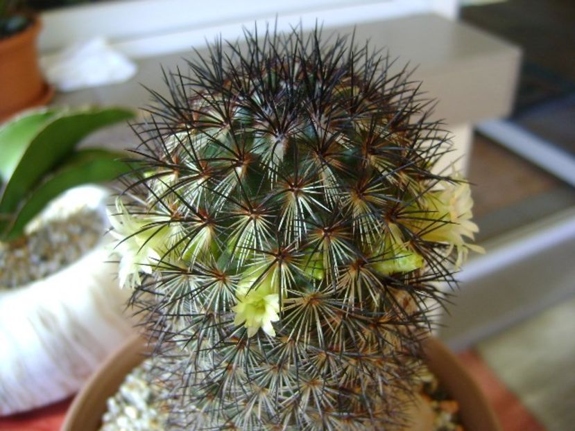 Mammillaria microhelia - Cactusi 2018
