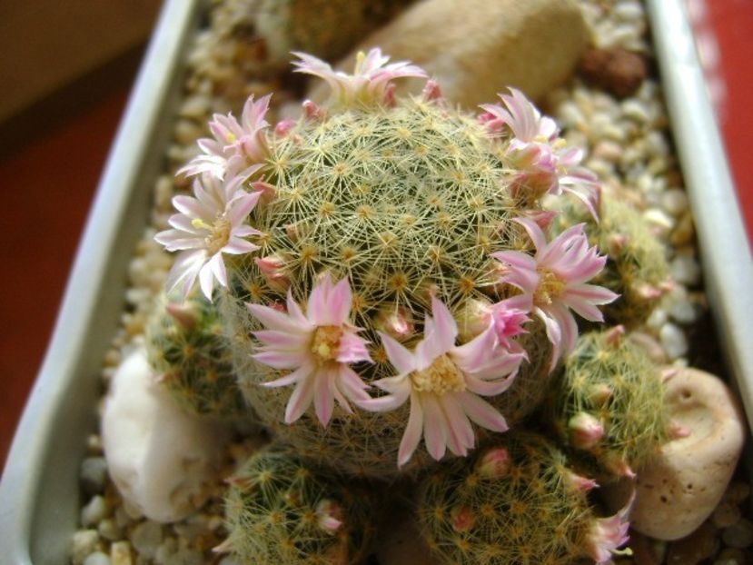 Mammillaria shiedeana ssp. giselae - Cactusi 2018