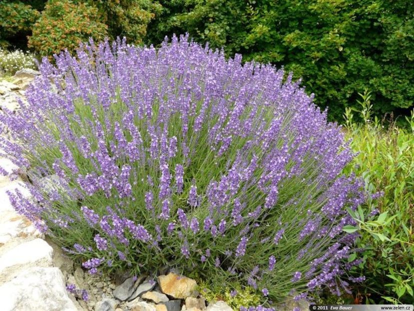 lavandula_angustifolia_9 - b Comenzi plante copaci 2018 2019