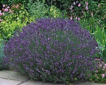 lavandula hidcote blue 8 - b Comenzi plante copaci 2018 2019