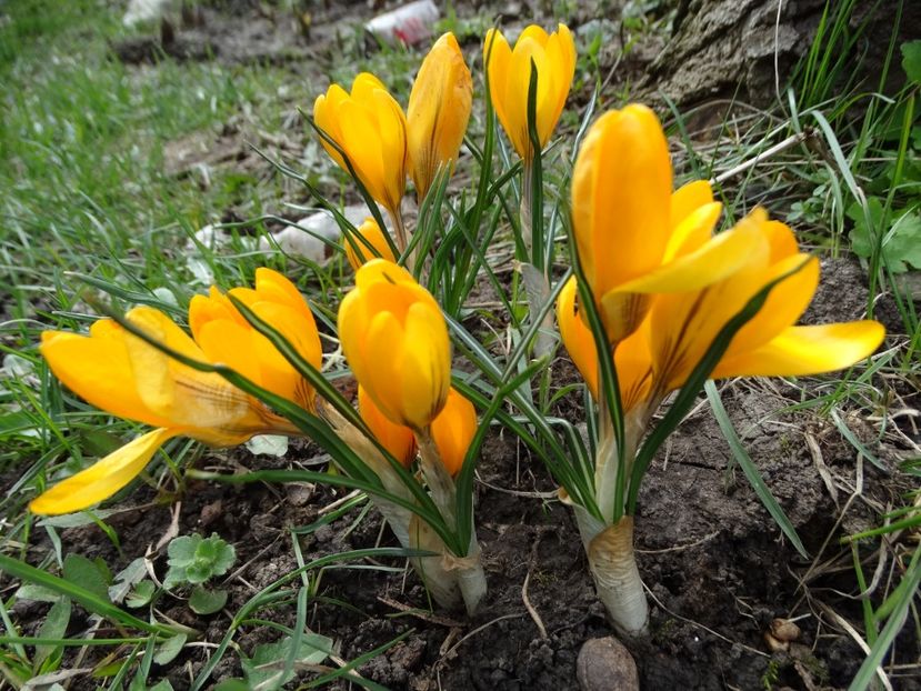 sf de martie - b-primavara 2018