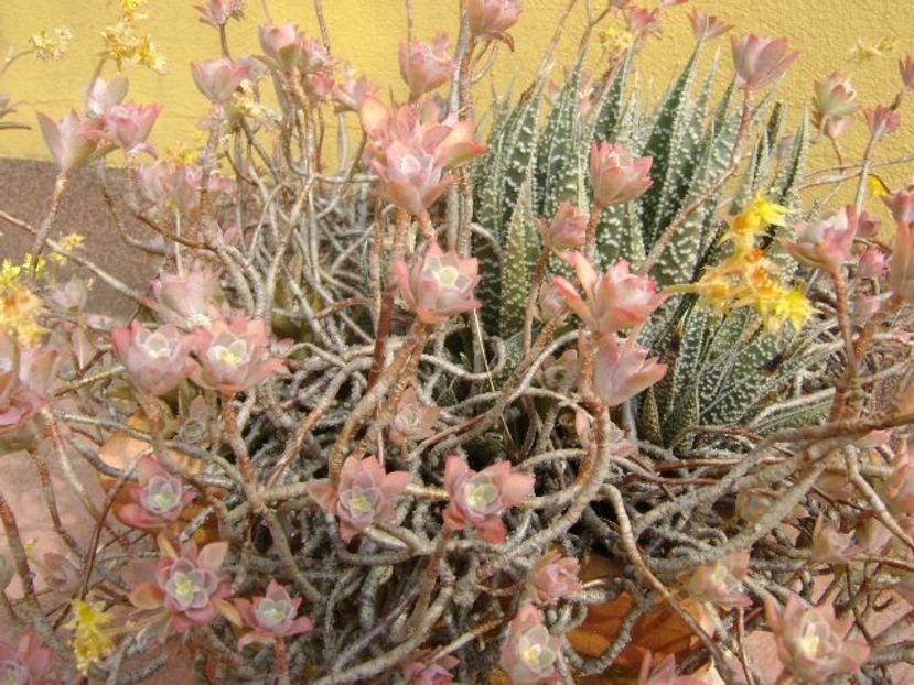 Sedum palmeri - Primavara 2018