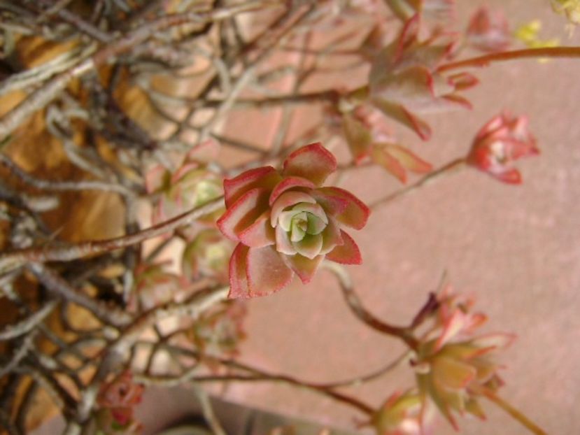 Sedum palmeri - Primavara 2018